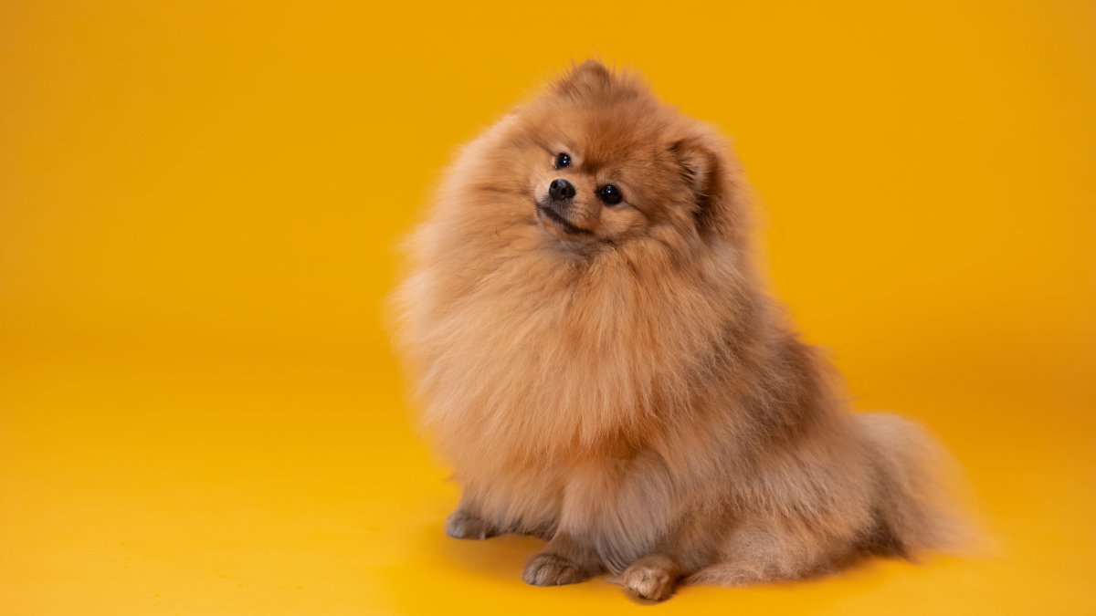 Cadastro de pets agora é digital e gratuito pelo governo