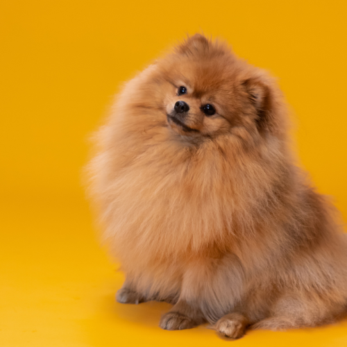 Cadastro de pets agora é digital e gratuito pelo governo
