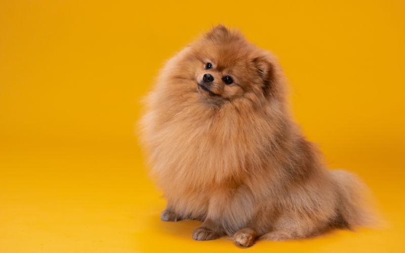Cadastro de pets agora é digital e gratuito pelo governo
